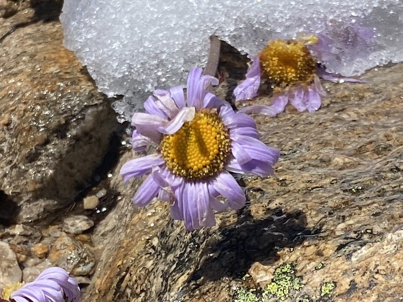 Brachyscome spathulata photo 3