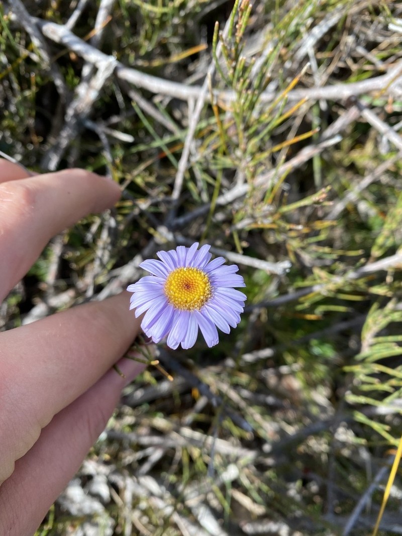 Brachyscome spathulata photo 4