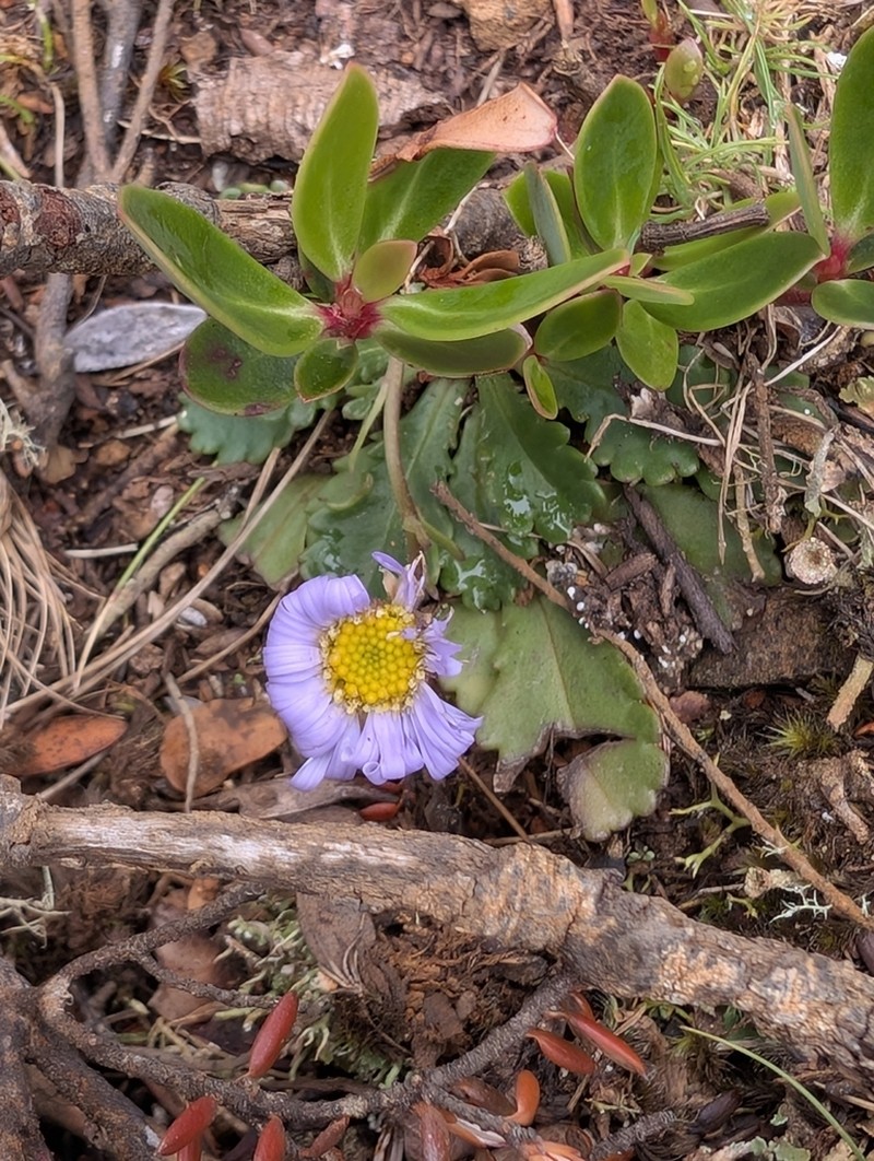 Brachyscome spathulata photo 5