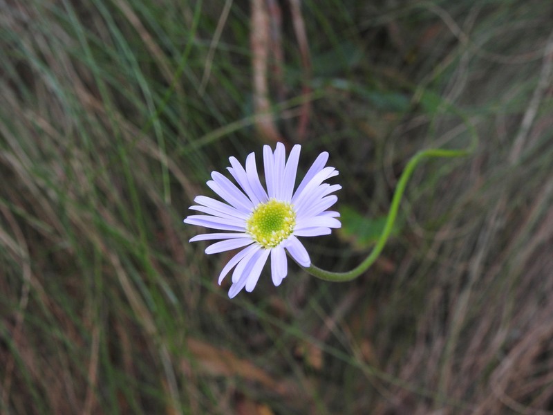 Brachyscome spathulata photo 6
