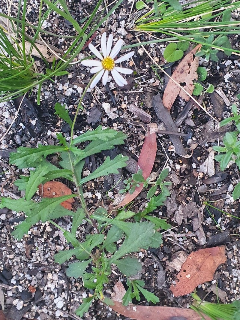 Brachyscome spathulata photo 7