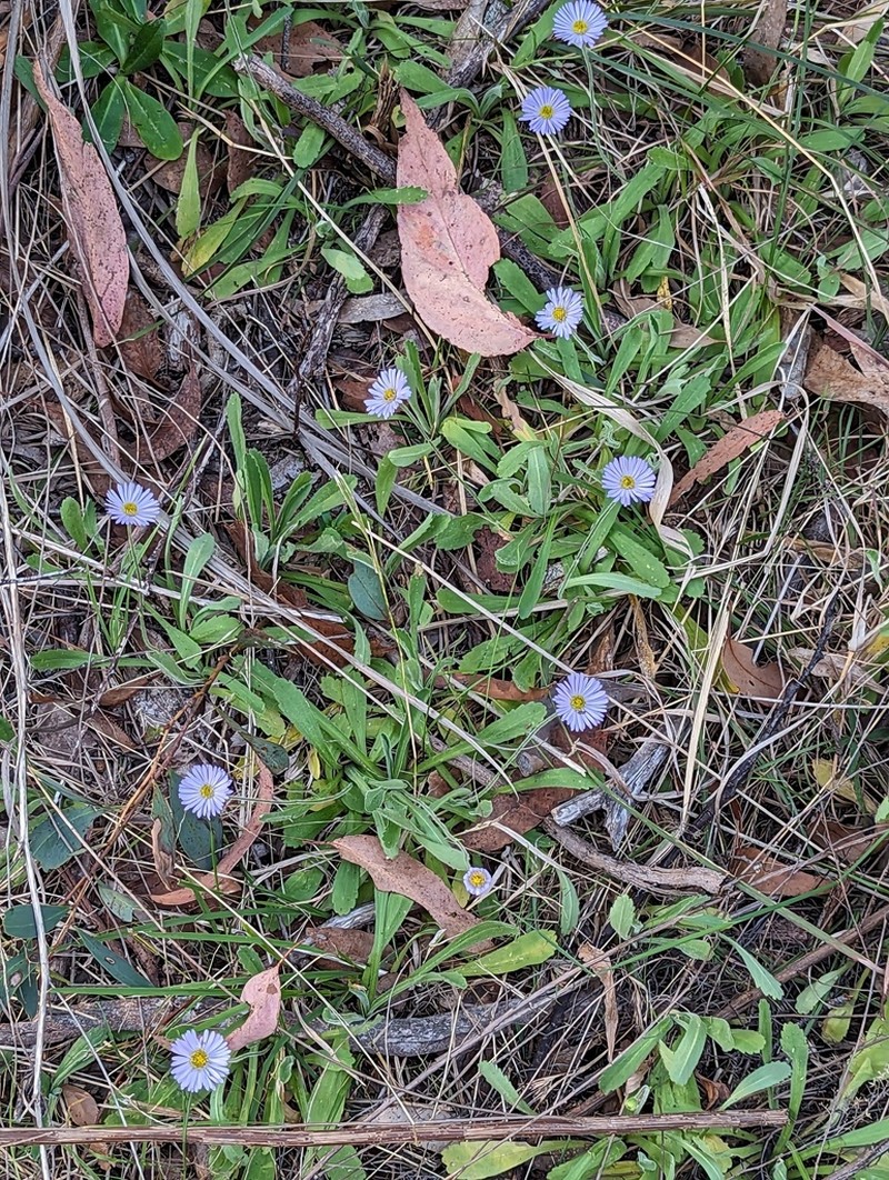 Brachyscome staceae photo 2