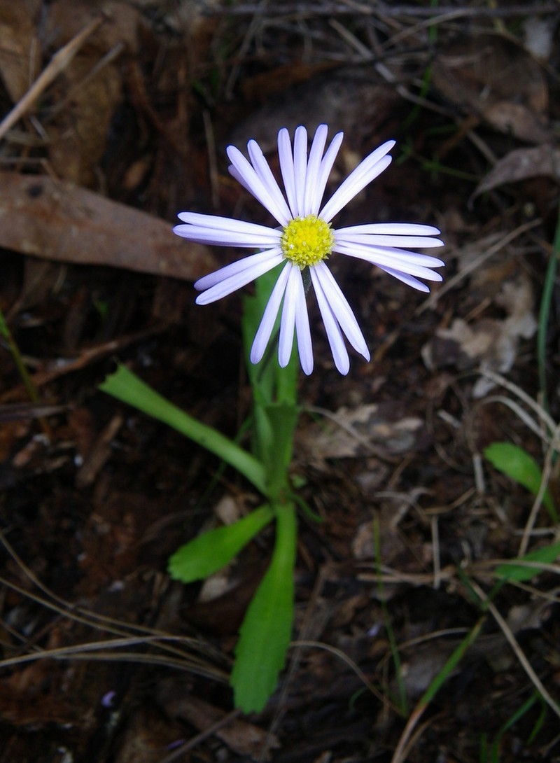Brachyscome staceae