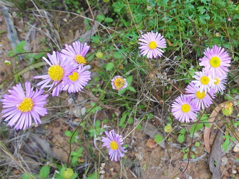 Brachyscome stenoloba