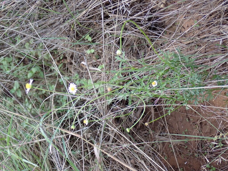 Brachyscome stenoloba photo 2