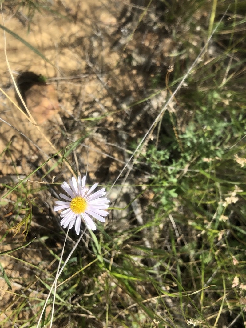 Brachyscome stenoloba photo 3