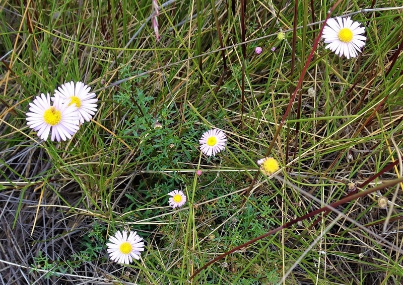 Brachyscome stenoloba photo 4