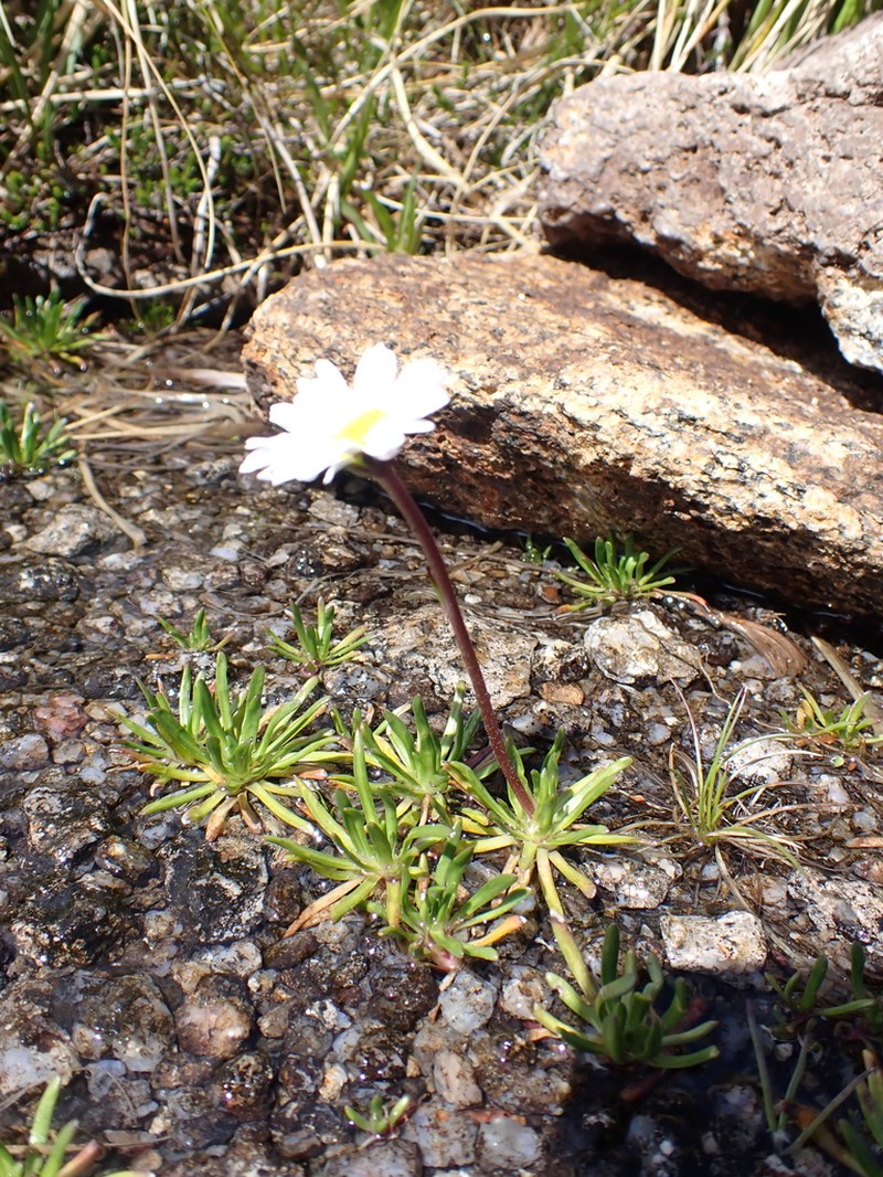 Brachyscome stolonifera photo 2
