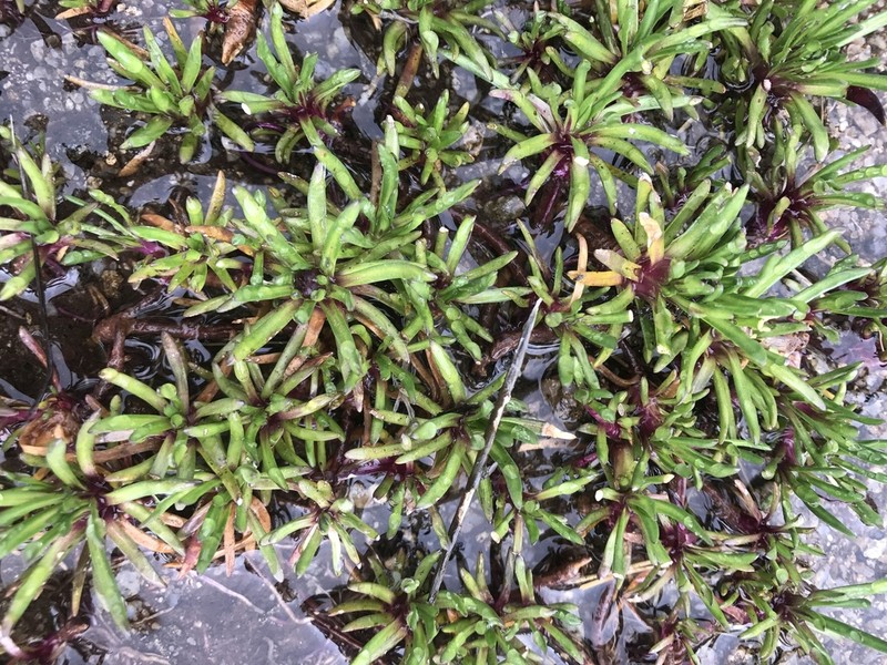 Brachyscome stolonifera photo 4
