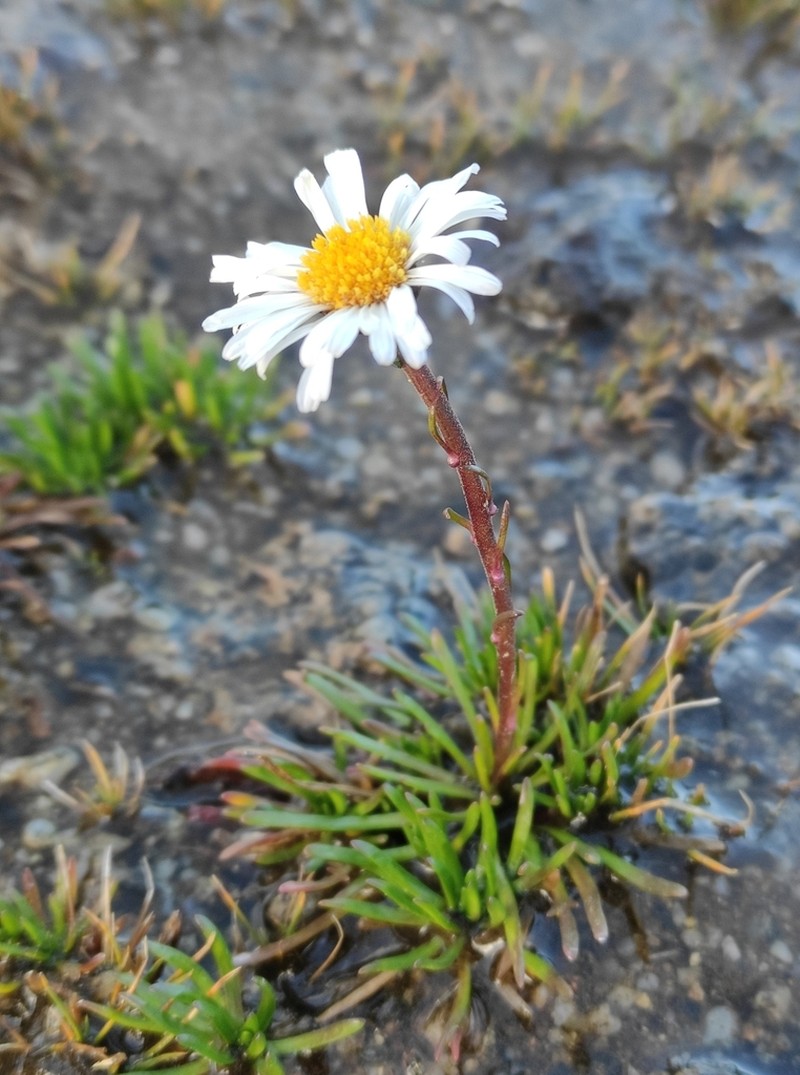 Brachyscome stolonifera photo 5