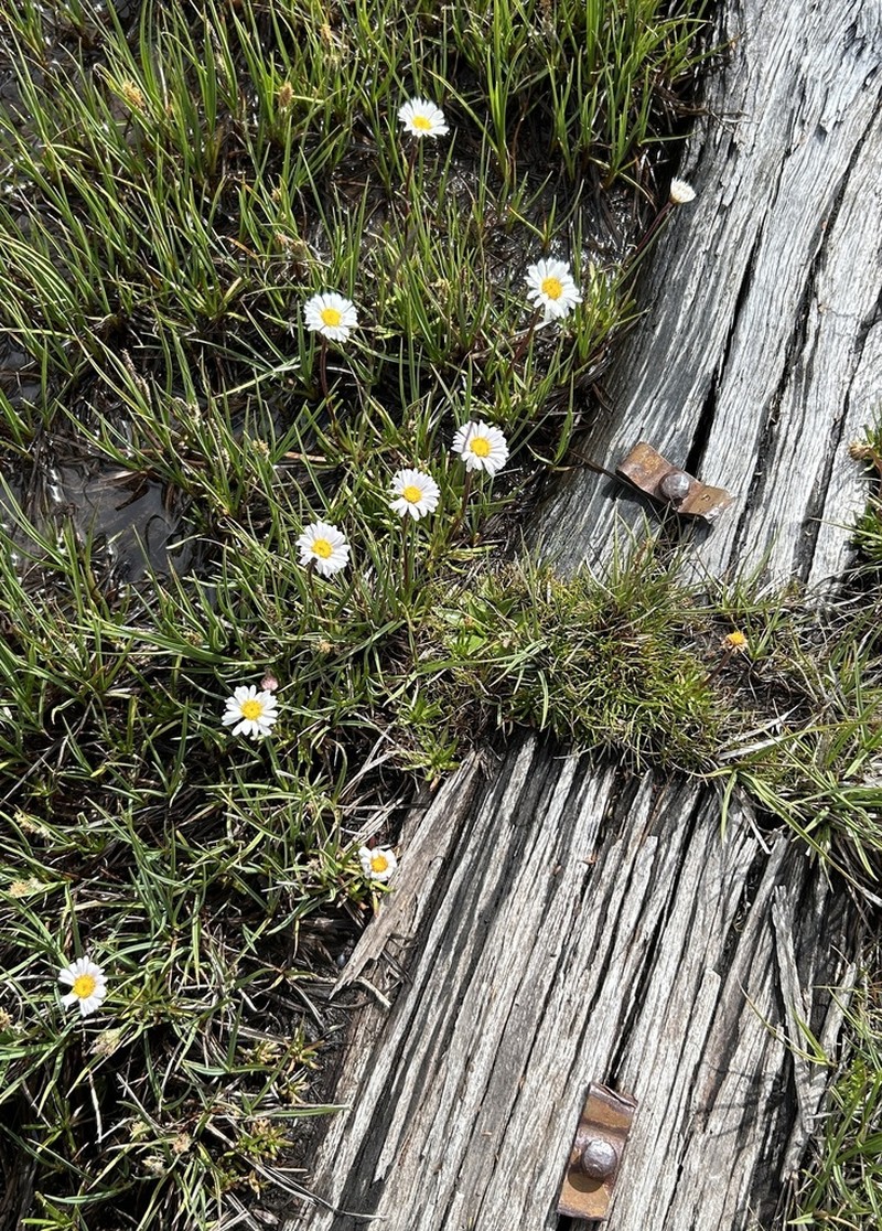 Brachyscome stolonifera photo 6