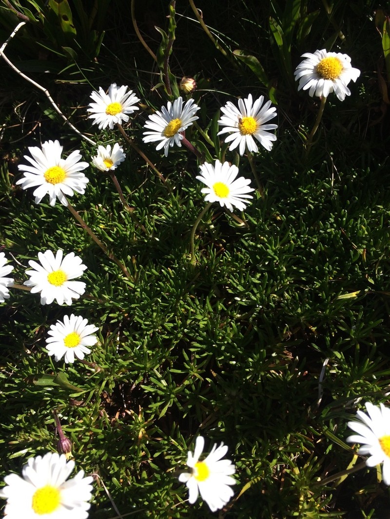 Brachyscome stolonifera photo 7