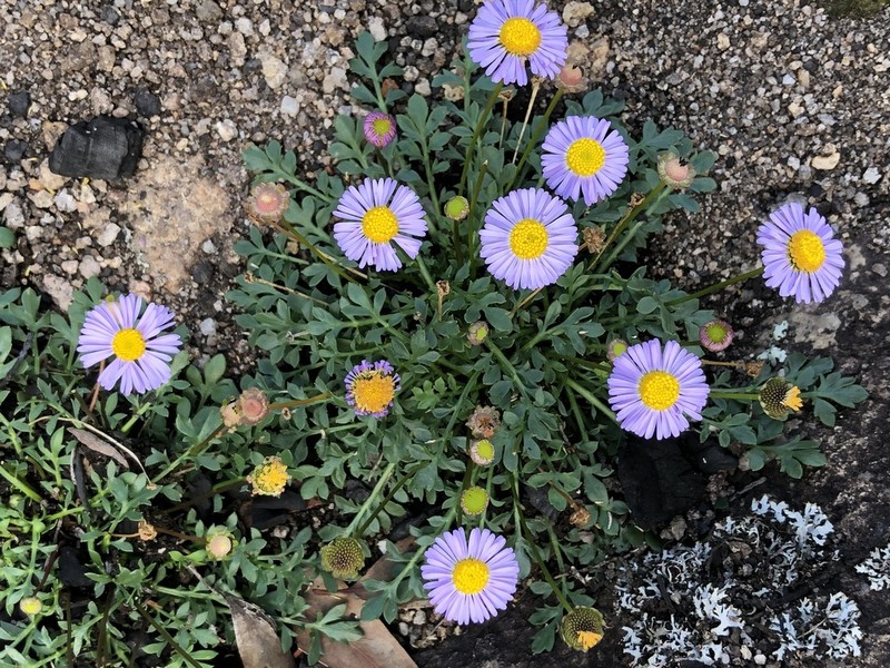 Brachyscome stuartii photo 2