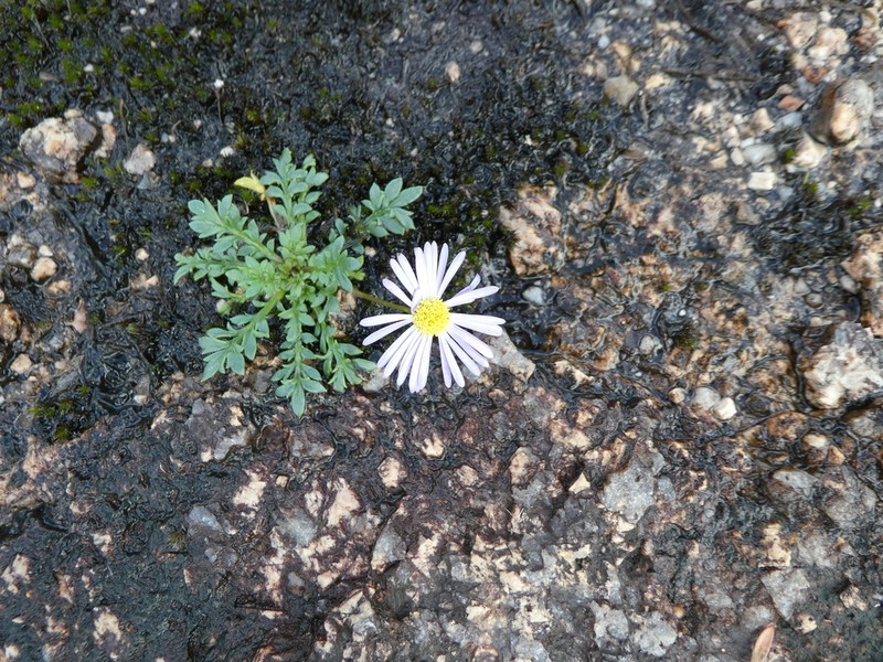 Brachyscome stuartii photo 3