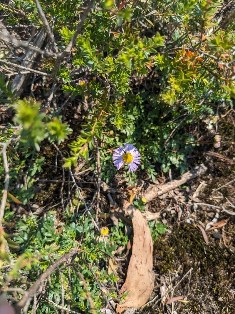 Brachyscome stuartii photo 5