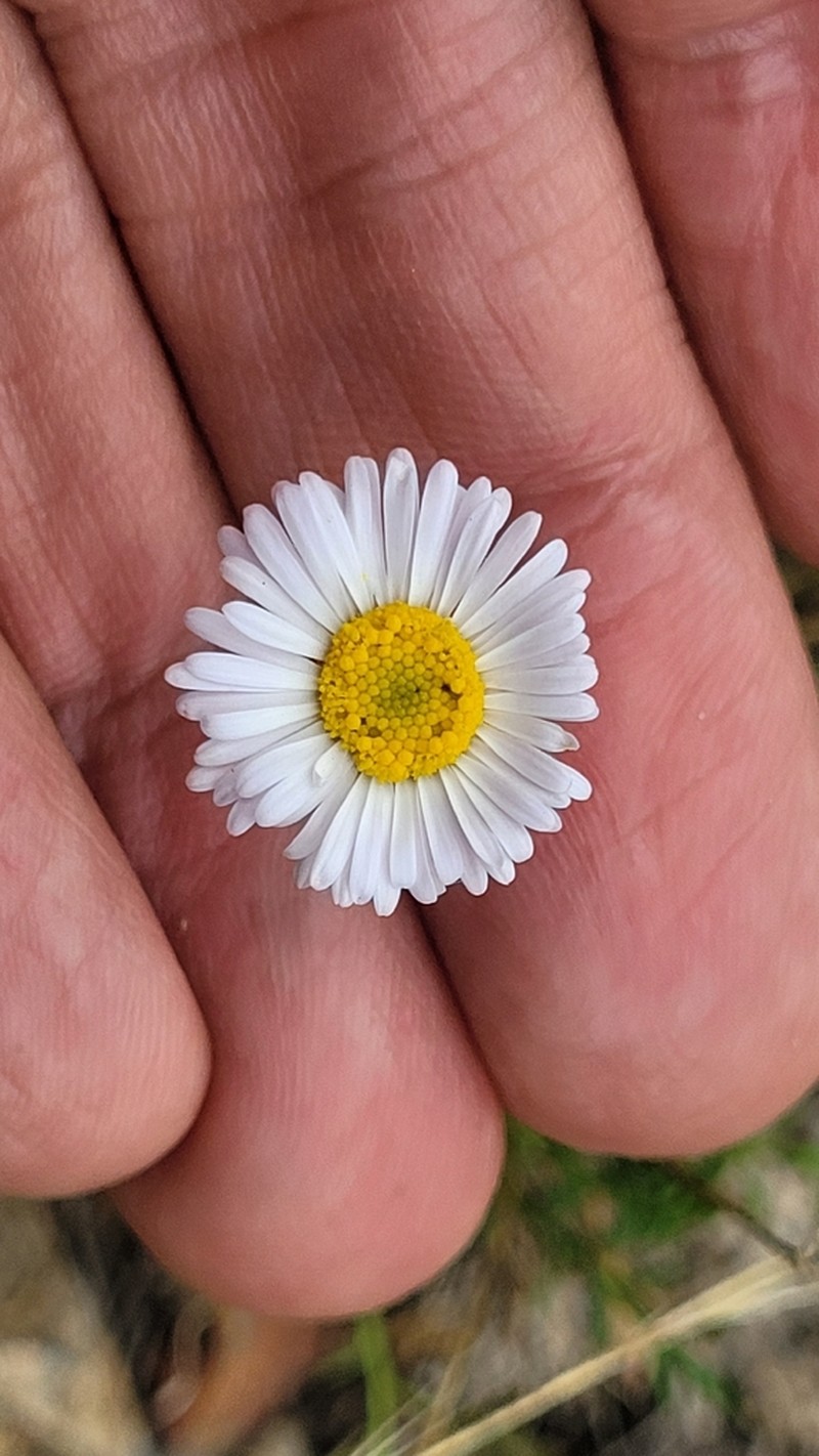 Brachyscome stuartii photo 6