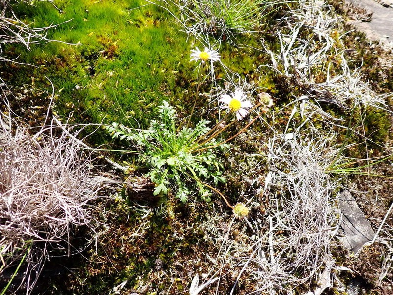 Brachyscome stuartii photo 7