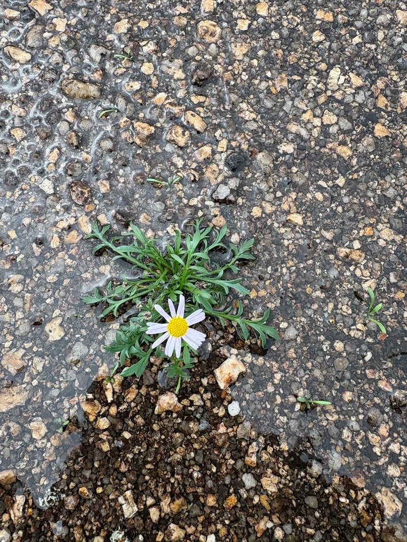 Brachyscome stuartii photo 8