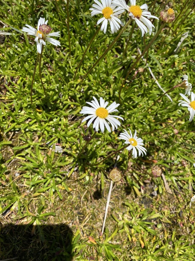 Brachyscome tadgellii