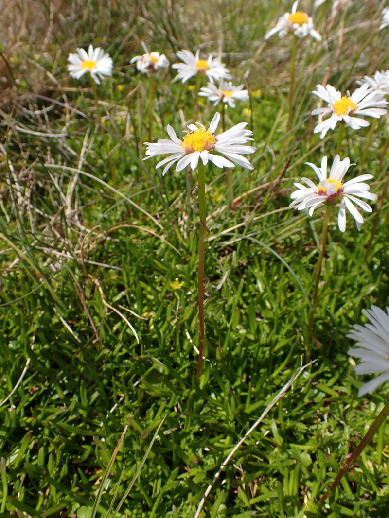 Brachyscome tadgellii photo 2