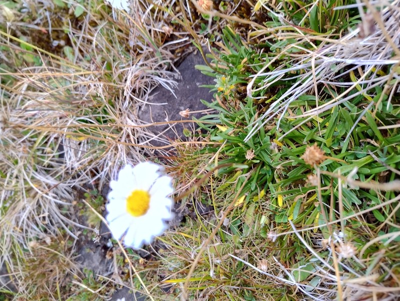 Brachyscome tadgellii photo 3