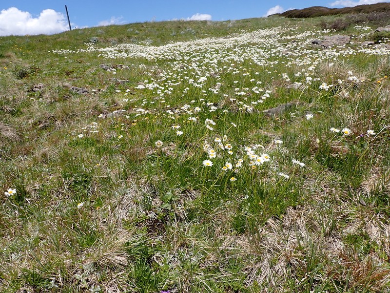 Brachyscome tadgellii photo 5