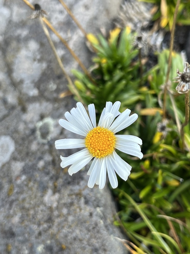 Brachyscome tadgellii photo 6
