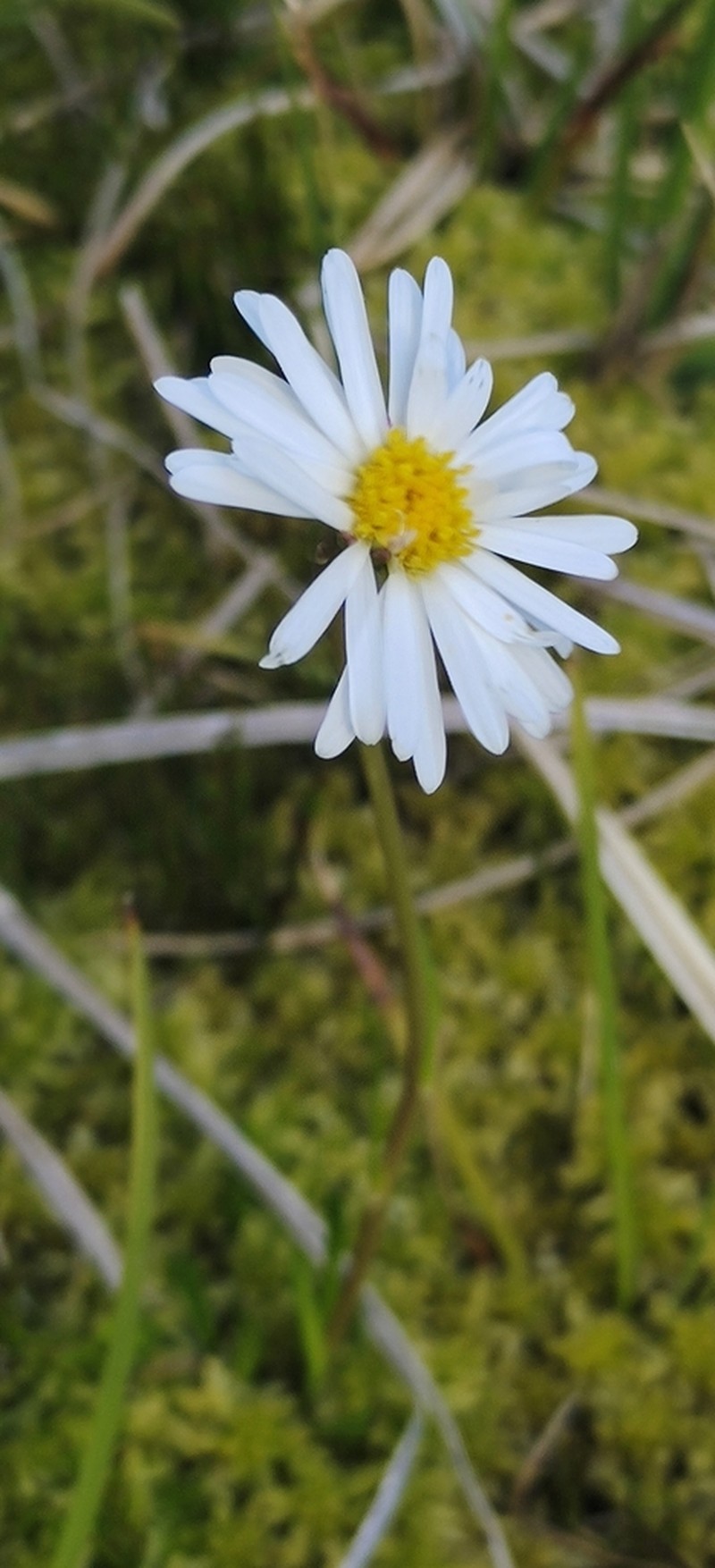 Brachyscome tadgellii photo 7