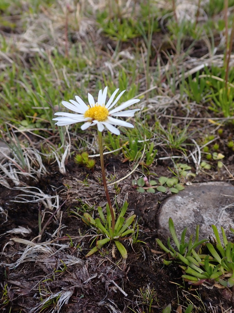Brachyscome tadgellii photo 8