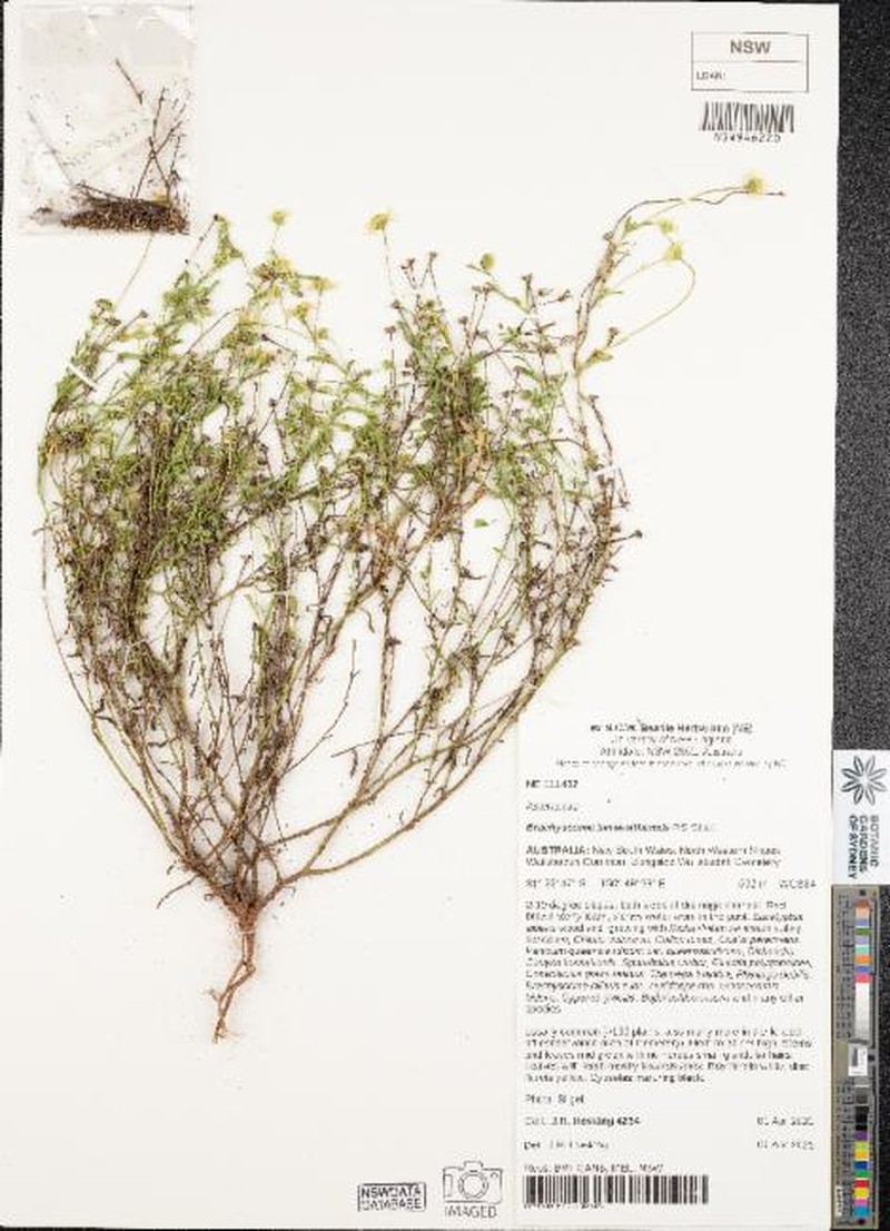 Brachyscome tamworthensis