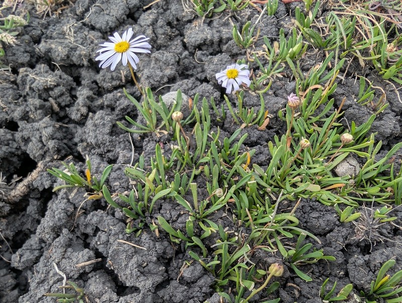 Brachyscome tasmanica