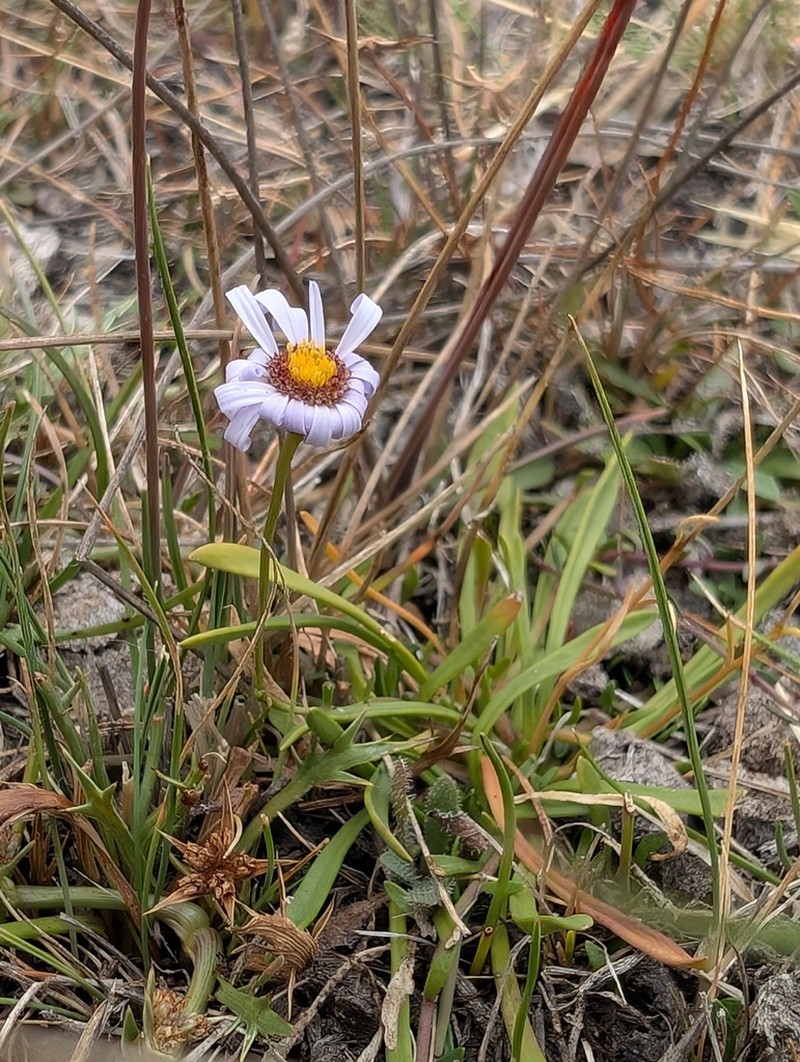 Brachyscome tasmanica photo 2