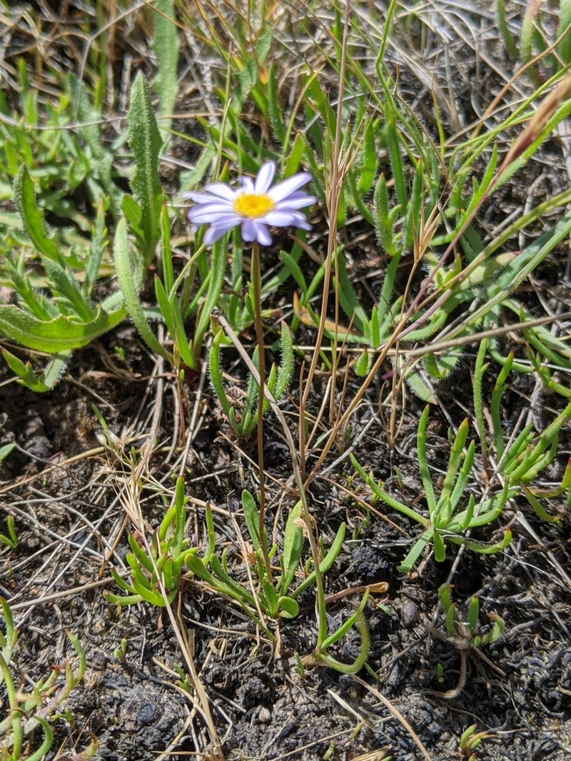 Brachyscome tasmanica photo 3