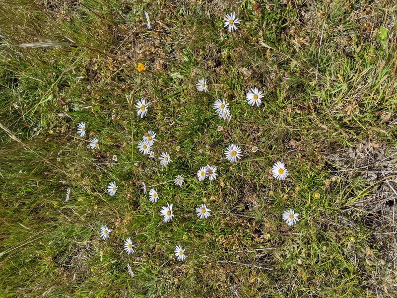 Brachyscome tasmanica photo 4