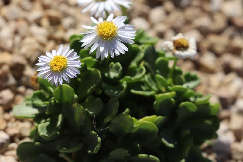 Brachyscome tatei