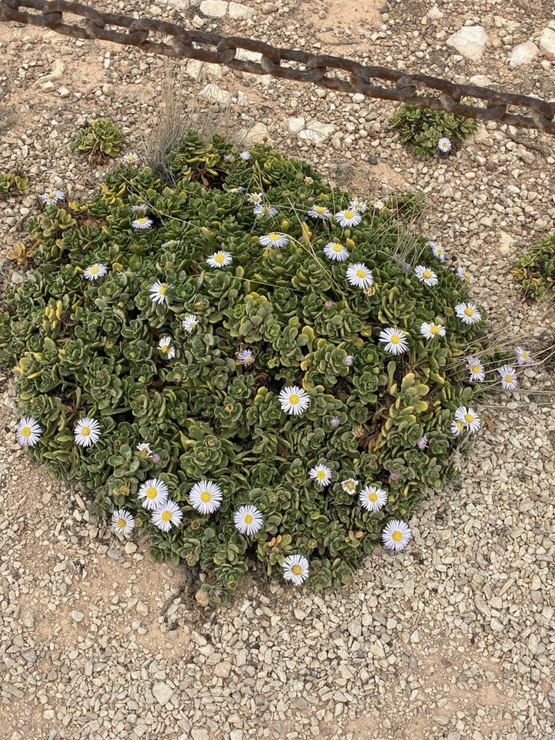 Brachyscome tatei photo 3