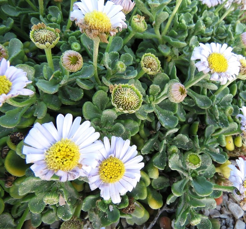 Brachyscome tatei photo 4