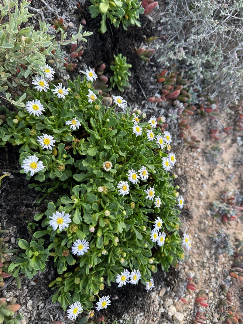 Brachyscome tatei photo 6