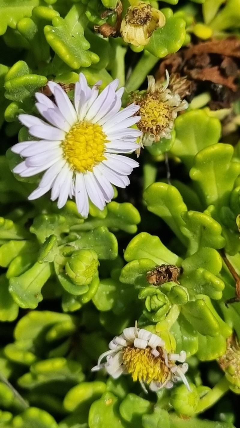 Brachyscome tatei photo 7