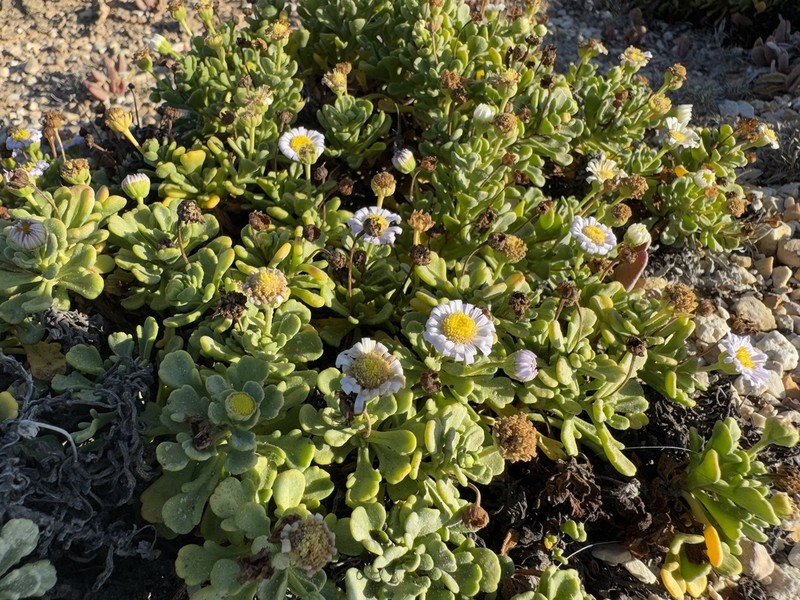 Brachyscome tatei photo 8