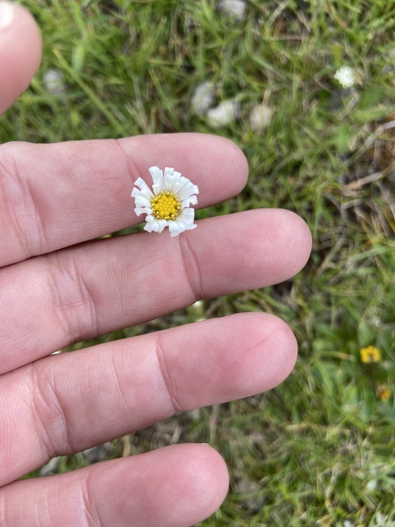 Brachyscome tenuiscapa