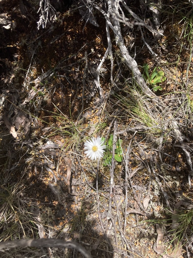 Brachyscome tenuiscapa photo 2