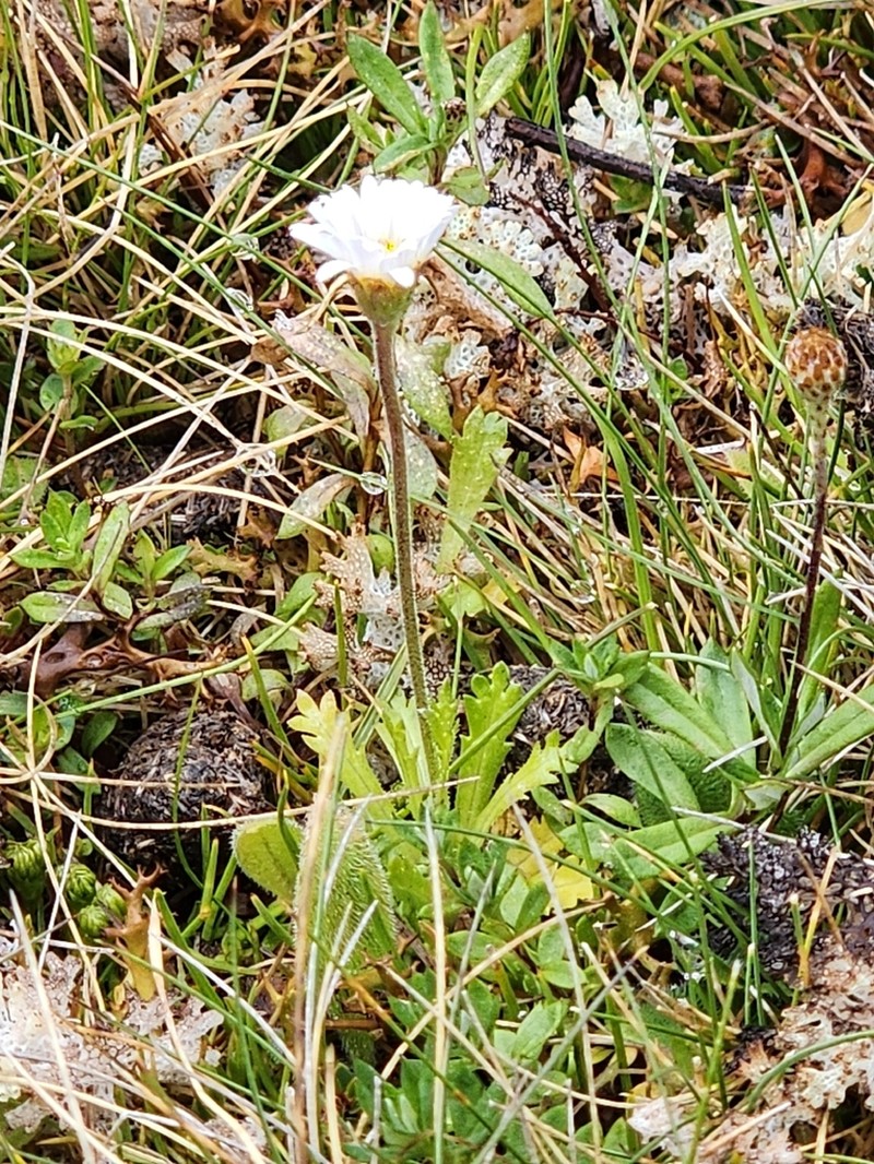 Brachyscome tenuiscapa photo 3