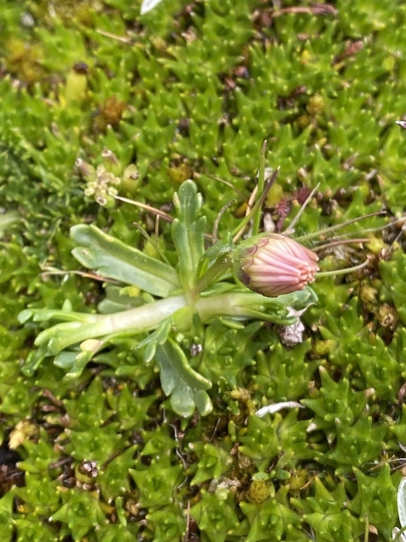 Brachyscome tenuiscapa photo 4