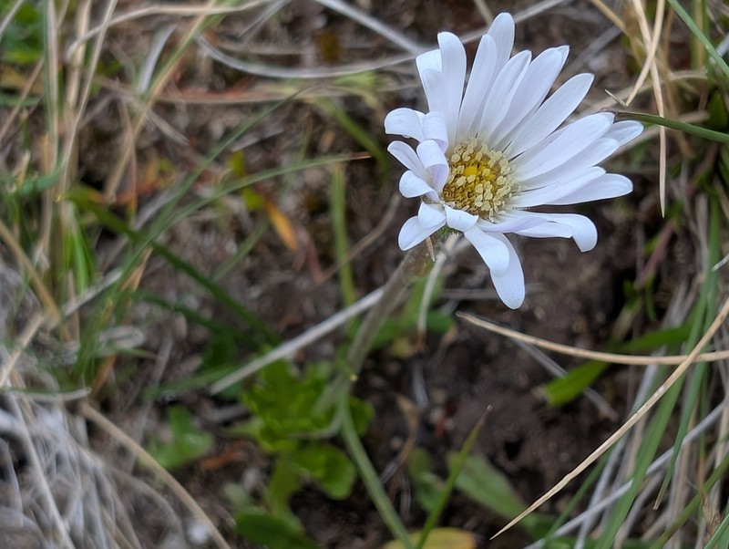 Brachyscome tenuiscapa photo 5