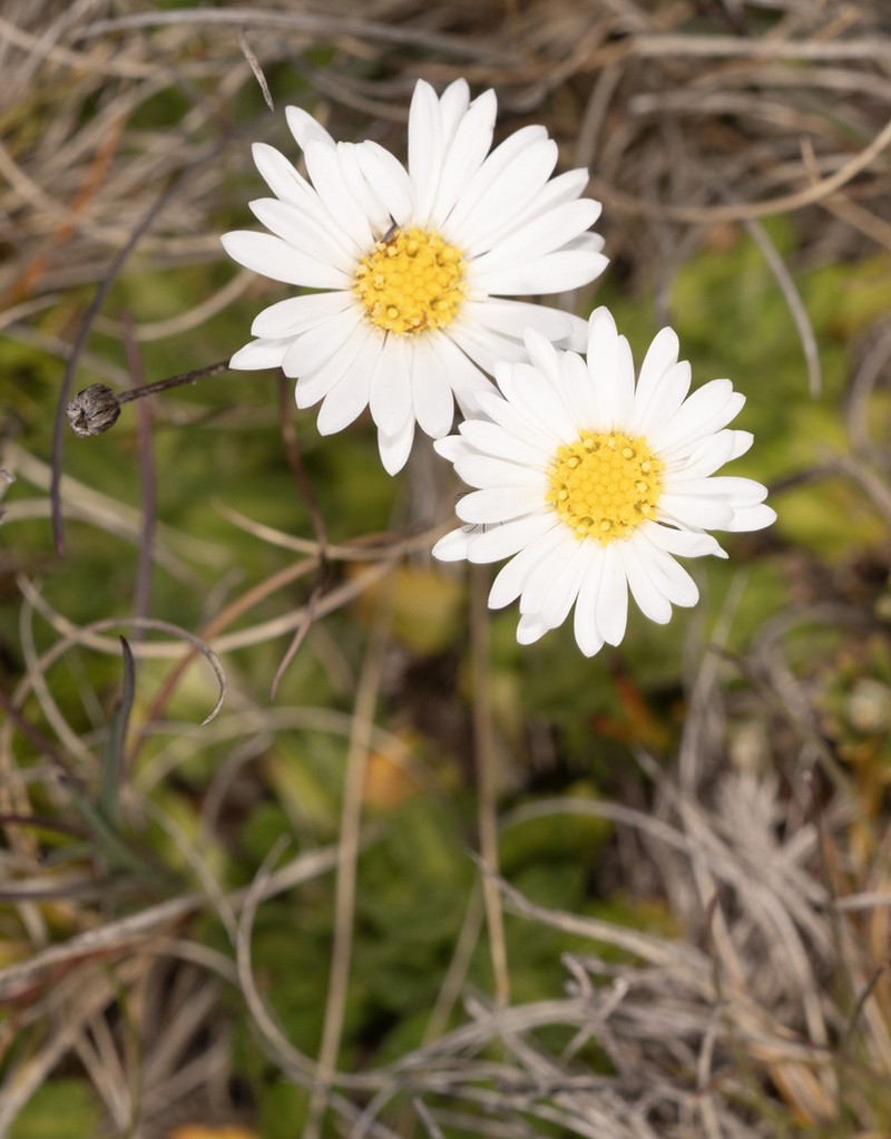 Brachyscome tenuiscapa photo 6