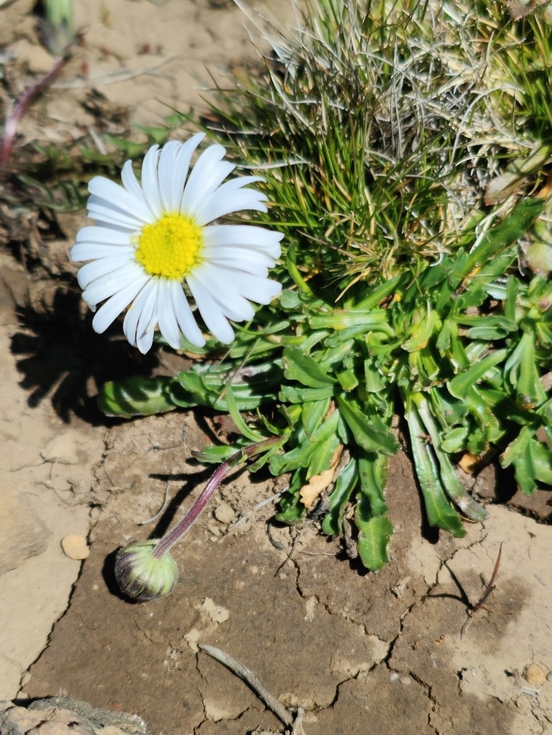 Brachyscome tenuiscapa photo 7