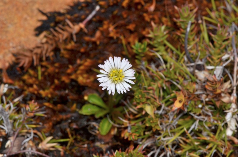 Brachyscome tenuiscapa photo 8