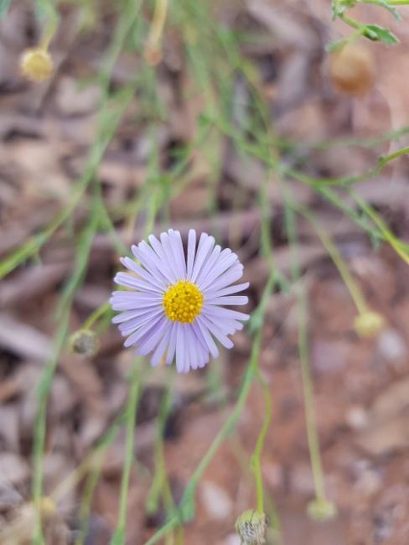 Brachyscome tesquorum photo 2
