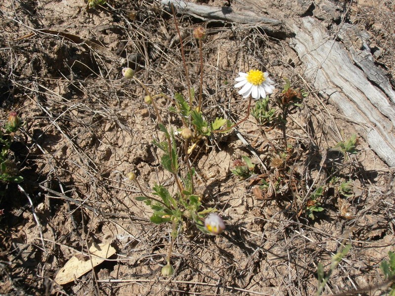 Brachyscome tetrapterocarpa